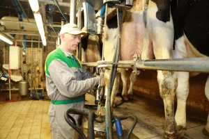 Ontdek hoevekarnemelk