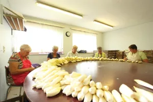 Tijd voor grondwitloof