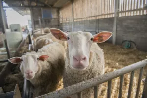 Beestige streekproducten op Erfgoeddag 2023