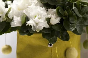 Gentse azalea haalt Europese erkenning
