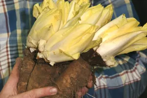 Wordt de grondwitloofteelt bedreigd?