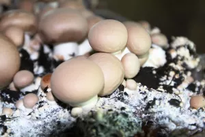 Waar koop ik grotchampignons uit Riemst?