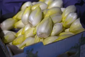 Het eerste grondwitloof is er!