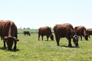 Vlees van het rood ras van West-Vlaanderen komt op de lijst van de Europese beschermde oorsprongsbenamingen of BOB