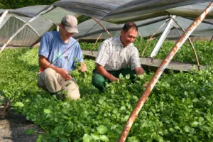 Straffe groene blaadjes