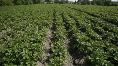 't is nog tijd voor de Moese patat