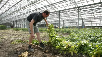 In de kijker: Moese Patat