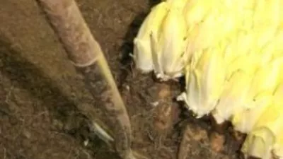 Charter legt definitie van grondwitloof vast