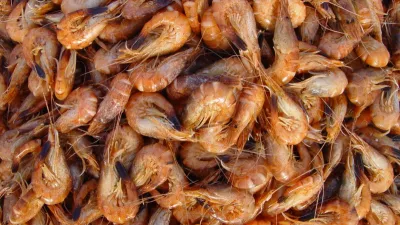 Vlaamse grijze garnaal