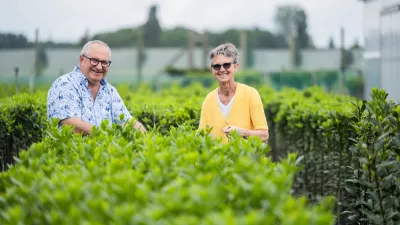 Vlaamse Laurier  - BGA: eeuwenoude traditie, met liefde gekweekt in eigen bodem