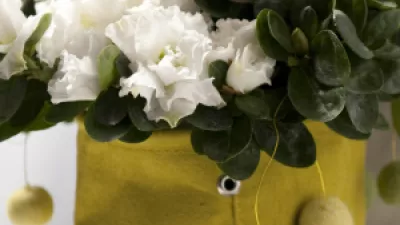 Gentse azalea haalt Europese erkenning