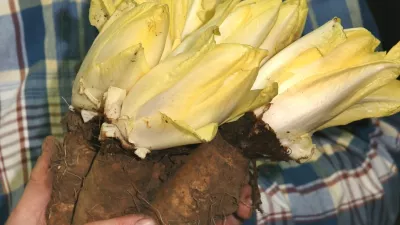 Wordt de grondwitloofteelt bedreigd?