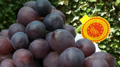 Volop Vlaams-Brabantse tafeldruiven!