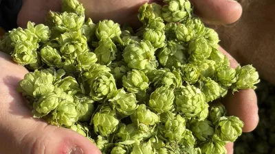 Hop en hopscheuten uit Asse-Aalst