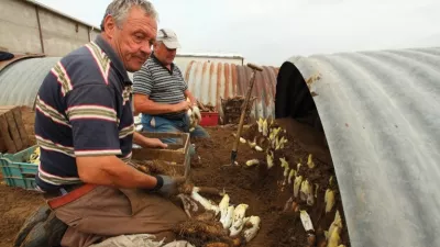 In primeur: de eerste oogst van grondwitloof