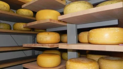 Hoeveschapenkaas uit de Vlaamse Ardennen Hoeveschapenkaas uit de Vlaamse Ardennen