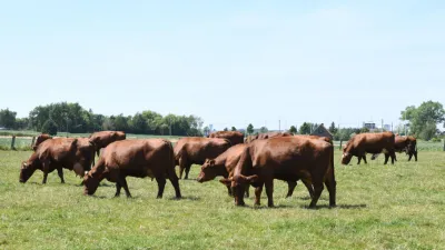 Vlees van het rood ras van West-Vlaanderen