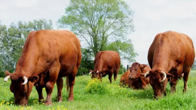 Studie- en Documentatiecentrum van de Vlaamse Rundveerassen (SDVR) 