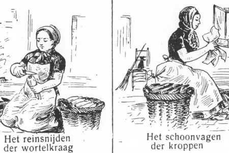 Grondwitloof kuisen in het witloofkot