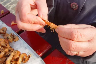 Vlaamse grijze garnaal - Pellen Streekproduct.be