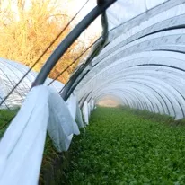 Waterkersteelt in Haspengouw Streekproduct.be