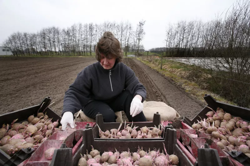 Het poten van de Moese patat op het veld Streekproduct.be