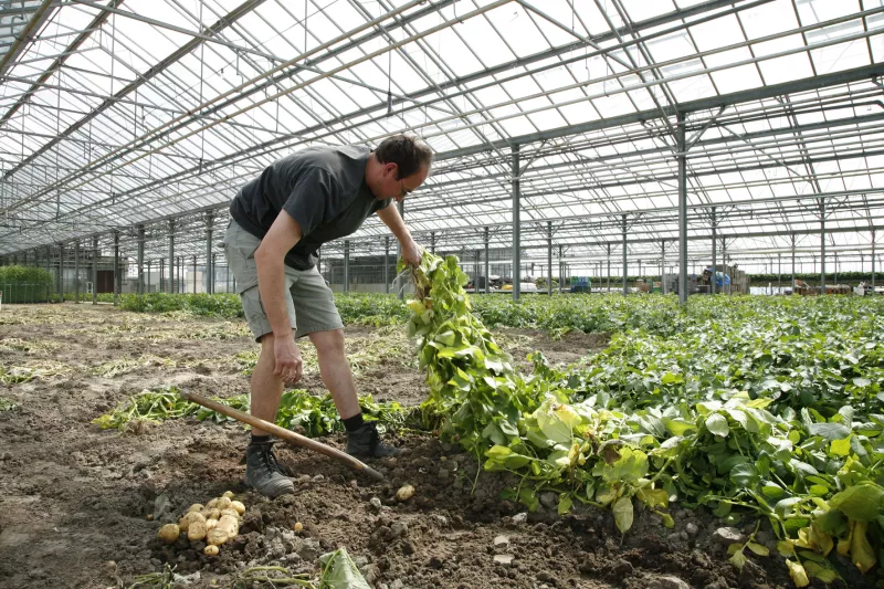 Moese patat oogsten in de serre Streekproduct.be