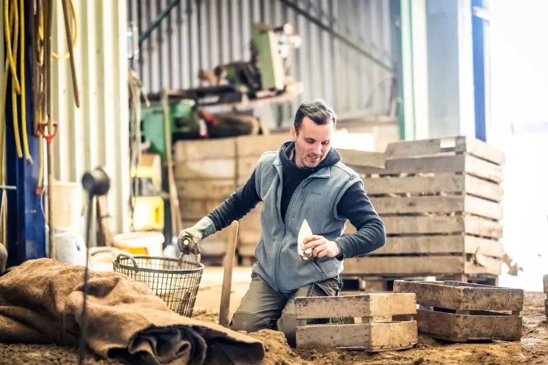 Brussels grondwitloof - oogst Streekproduct.be
