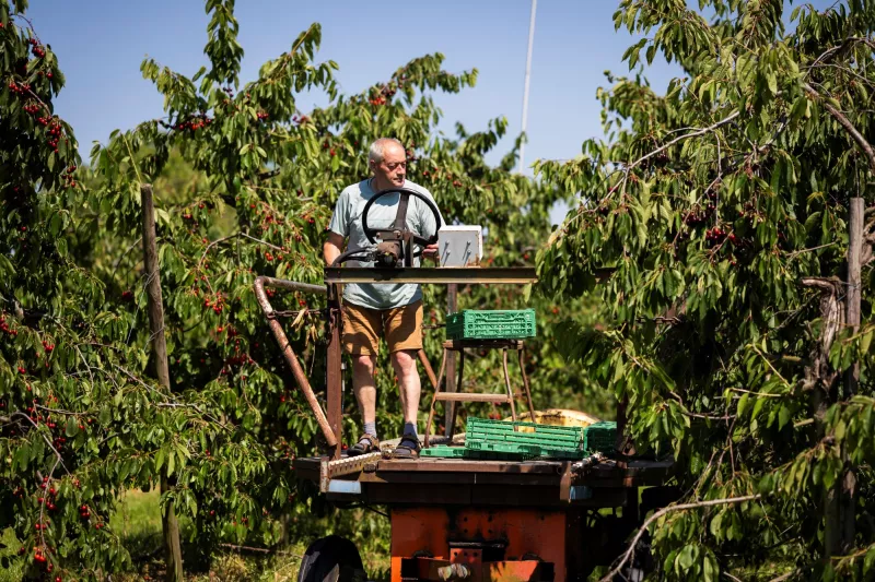 Luc plukt kersen voor de Haspengouwse confituur Streekproduct.be
