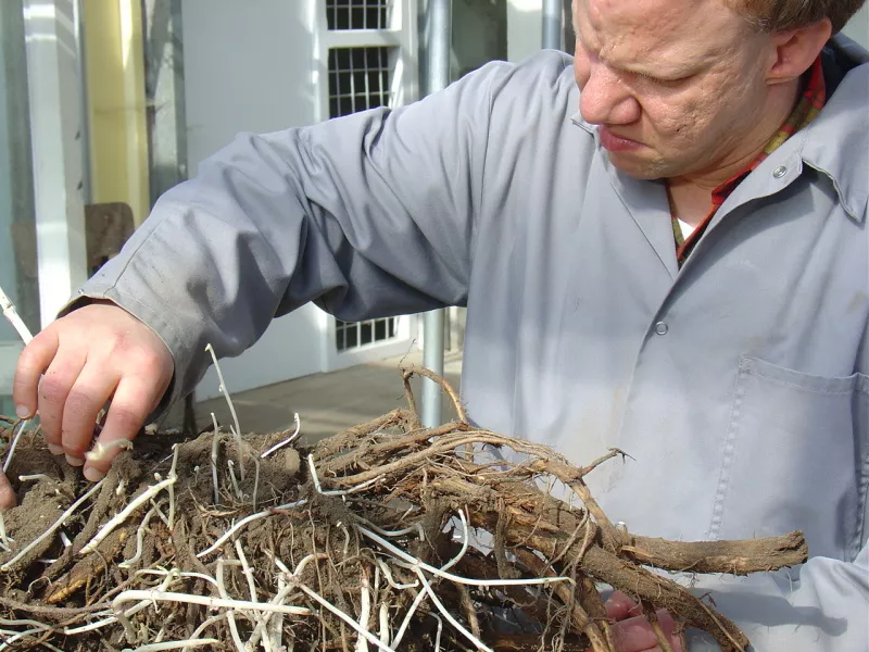 Poperingse hopscheuten Streekproduct.be