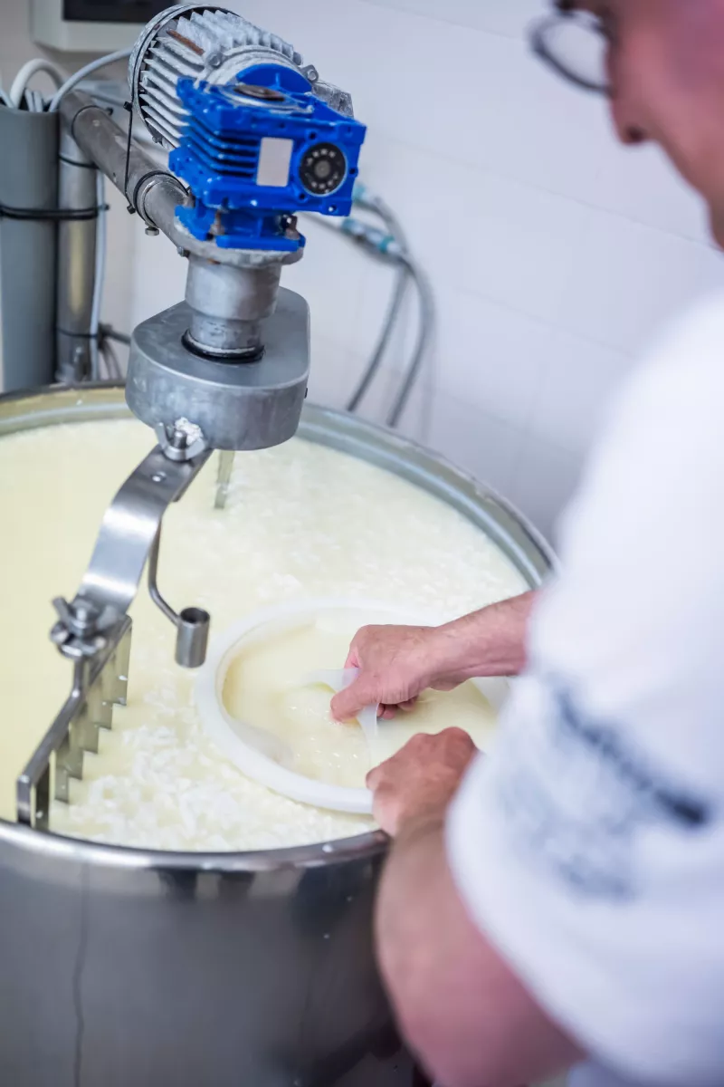 Hoeveschapenkaas uit de Vlaamse Ardennen - Productie Streekproduct.be