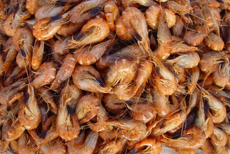 Vlaamse grijze garnaal Streekproduct.be