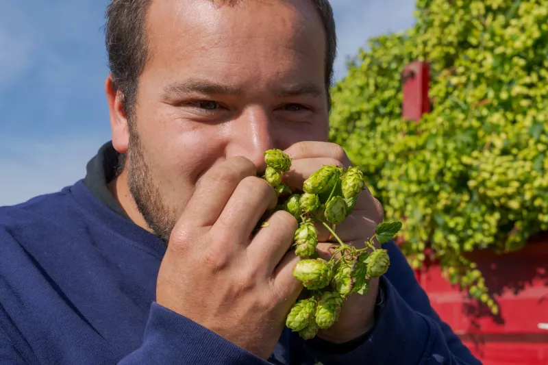 Een rijpe hopbel, de lupuline ruikt naar bier. Streekproduct.be