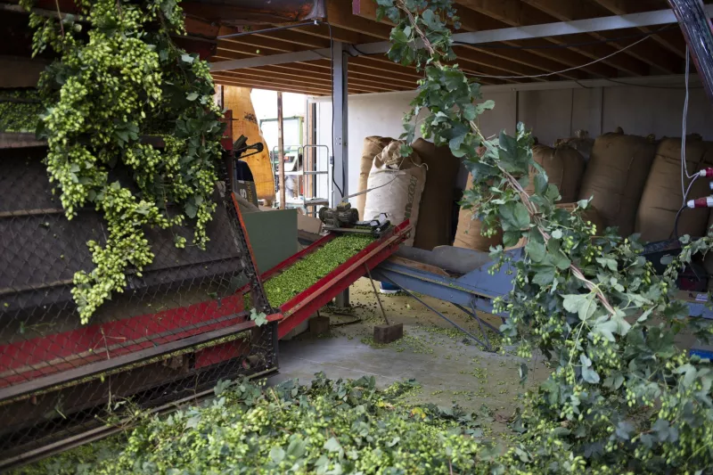 Machinaal plukken van hopbellen Streekproduct.be