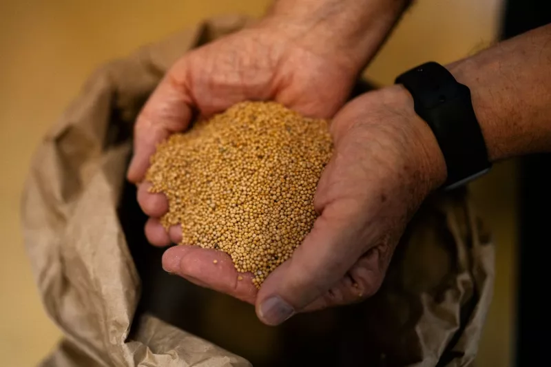 Voor de zachte mosterd worden gele mosterdzaden gebruikt Streekproduct.be