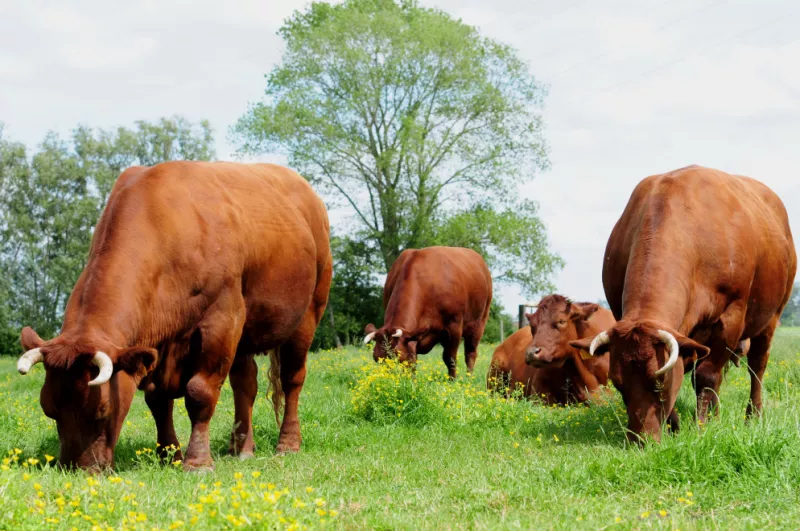 Vlees van het rood ras van West-Vlaanderen Streekproduct.be