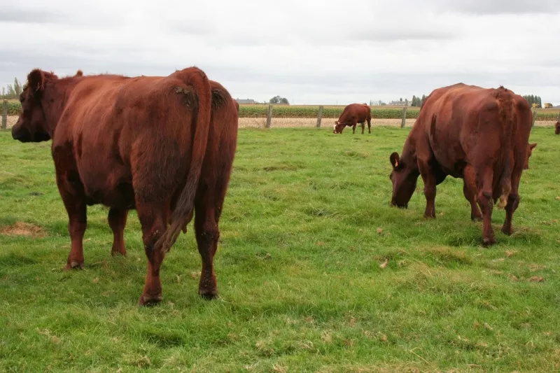 Vlees van het rood ras  Streekproduct.be
