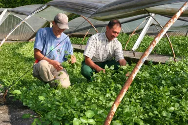 waterkers uit de Ijsevallei Streekproduct.be